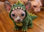 DWELF SPHYNX male - Sphynx Kitten For Sale - 