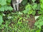 Lucy - Domestic Cat For Sale - Philadelphia&comma; PA&comma; US