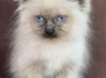 Ragdoll - Ragdoll Kitten For Sale - Barberton&comma; OH&comma; US