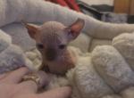 Syrax - Sphynx Kitten For Sale - 