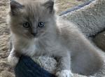 Willow - Ragdoll Kitten For Sale - 