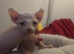 Elf female White - Sphynx Kitten For Sale - 