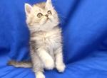 Silver boy Springfield Missouri - Exotic Kitten For Sale - Wichita&comma; KS&comma; US