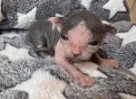 Star sphynx - Sphynx Kitten For Sale - Blackwood&comma; NJ&comma; US