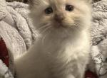 Woody - Ragdoll Kitten For Sale - 