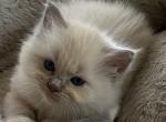 Winnie - Ragdoll Kitten For Sale - Denver&comma; PA&comma; US