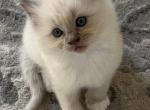 Winnie - Ragdoll Kitten For Sale - 