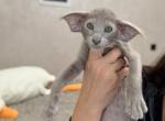 Oriental Shorthair Lilac - Oriental Kitten For Sale - Hollywood&comma; FL&comma; US