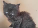 Long hair female kitten - American Longhair Kitten For Sale - 