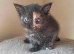 Tortoiseshell kitten - American Longhair Kitten For Sale - Germantown&comma; MD&comma; US