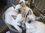 COMPANION CATS - Siamese Kitten For Sale - San Diego&comma; CA&comma; US