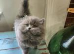 Rain fluffy munchkin - Minuet Kitten For Sale - Simpsonville&comma; SC&comma; US
