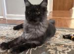 Bud Askins Black Smoke - Maine Coon Kitten For Sale - 