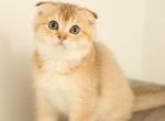 Brutto - Scottish Fold Kitten For Sale - Levittown&comma; PA&comma; US