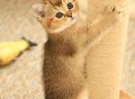 Elf - Scottish Straight Kitten For Sale - Levittown&comma; PA&comma; US