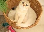 Sonia - Scottish Fold Kitten For Sale - Levittown&comma; PA&comma; US