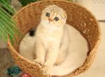 Sonia - Scottish Fold Kitten For Sale - Levittown&comma; PA&comma; US