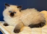 Seal Point Female - Ragdoll Kitten For Sale - Hastings&comma; PA&comma; US