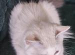 DOLLY - Ragdoll Kitten For Sale - Dexter&comma; KY&comma; US