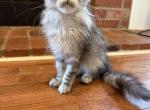 Wednesday Black silver tabby - Maine Coon Kitten For Sale - Villa Rica&comma; GA&comma; US