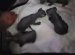 Nikola - Sphynx Kitten For Sale - Hemet&comma; CA&comma; US