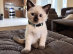 COOKIE - Siamese Kitten For Sale - 