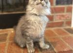 Xavier Black silver tabby - Maine Coon Kitten For Sale - Villa Rica&comma; GA&comma; US