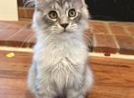 Tyler Black Silver tabby - Maine Coon Kitten For Sale - Villa Rica&comma; GA&comma; US