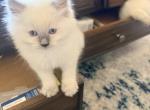 Ragdoll cuteness - Ragdoll Kitten For Sale - Gilbert&comma; AZ&comma; US