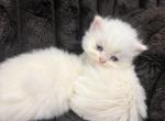 Ragdoll litter 1 - Ragdoll Kitten For Sale - Dearborn&comma; MI&comma; US