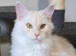 Lainey Red Smoke - Maine Coon Kitten For Sale - Longmont&comma; CO&comma; US