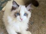 Bambi - Ragdoll Kitten For Sale - Los Angeles&comma; CA&comma; US