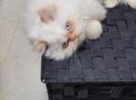 Butter - Himalayan Kitten For Sale - IL&comma; US