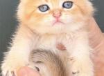 Scottish fold - Scottish Fold Kitten For Sale - 