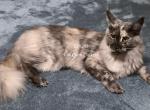 Leilani black Smoke Tortie - Maine Coon Cat For Sale - Longmont&comma; CO&comma; US
