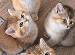 Litter S - British Shorthair Kitten For Sale - 