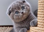 Litter K - Scottish Fold Kitten For Sale - 