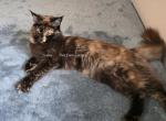 Lexine Tortie - Maine Coon Cat For Sale - Longmont&comma; CO&comma; US