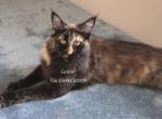 Lexine Tortie - Maine Coon Kitten For Sale - Longmont&comma; CO&comma; US