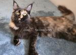 Lexine Tortie - Maine Coon Cat For Sale - Longmont&comma; CO&comma; US
