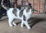 Blizzard - Domestic Cat For Sale - Seville&comma; OH&comma; US