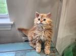 Leo selkirk rex male - Selkirk Rex Kitten For Sale - 