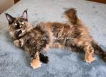 Lilika Tortie - Maine Coon Kitten For Sale - Longmont&comma; CO&comma; US