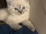 White Scottish Fold - Scottish Fold Kitten For Sale - Antioch&comma; CA&comma; US