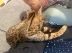 Royce - Bengal Kitten For Sale - Fairview&comma; TX&comma; US