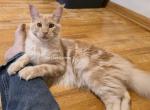 Lux Red Smoke - Maine Coon Cat For Sale - Longmont&comma; CO&comma; US