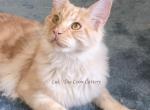 Lux Red Smoke - Maine Coon Kitten For Sale - Longmont&comma; CO&comma; US