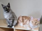 Litter L Also listed individually - Maine Coon Kitten For Sale - Longmont&comma; CO&comma; US