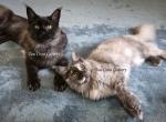 Litter L Also listed individually - Maine Coon Cat For Sale - Longmont&comma; CO&comma; US