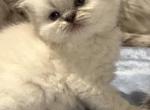Priscillas litter - Himalayan Kitten For Sale - Reidsville&comma; NC&comma; US